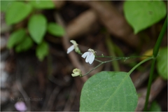 Justicia glabra